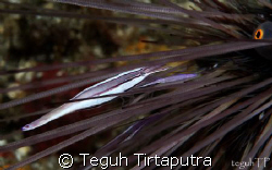 Sea Urchin Commensal Shrimp, taken at Lembeh Strait, Mana... by Teguh Tirtaputra 